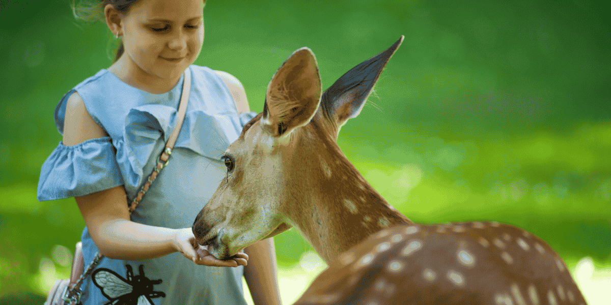 Centre de soins pour animaux sauvages