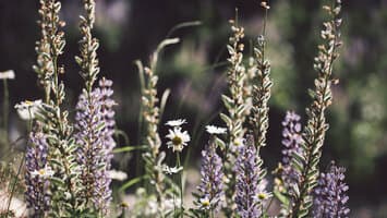 Heilpflanzen im Naturschutzgebiet Remerschen