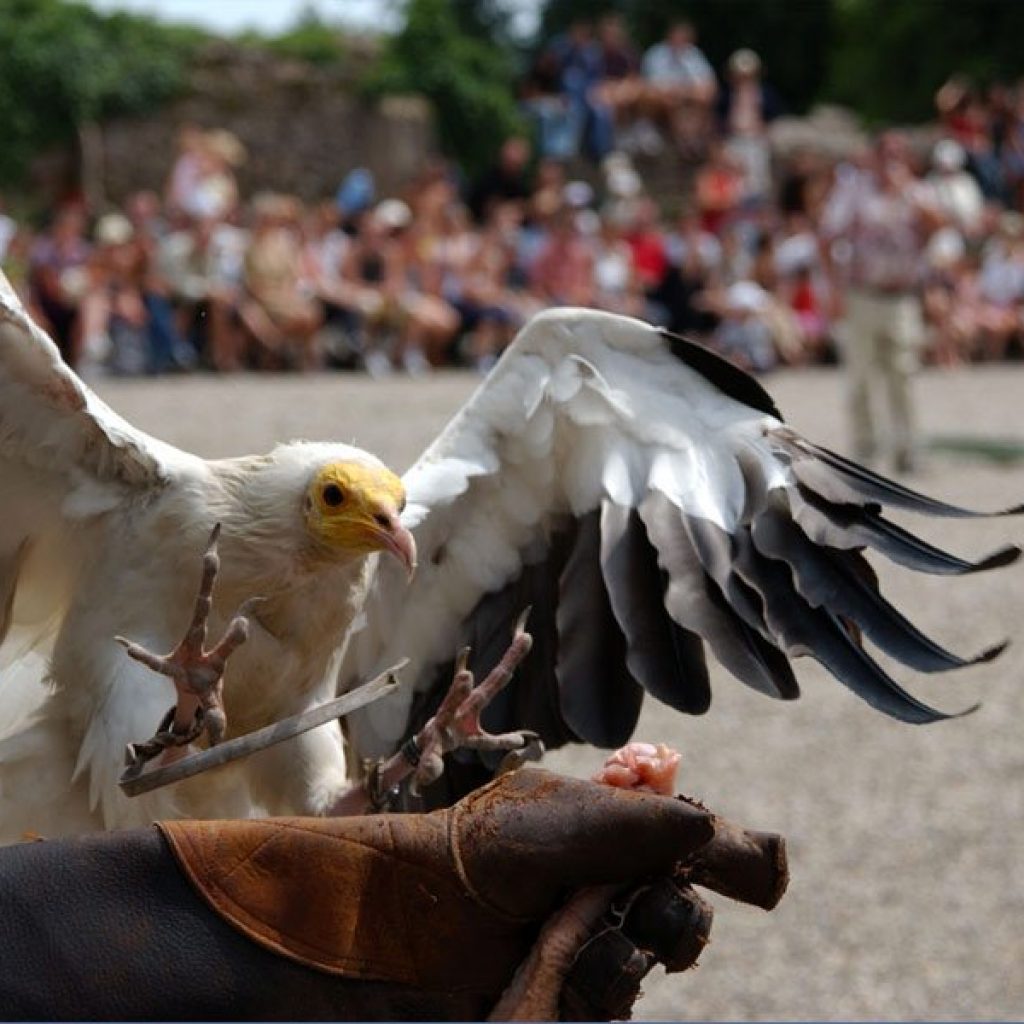 kideaz activites la volerie des aigles kintzheim 02