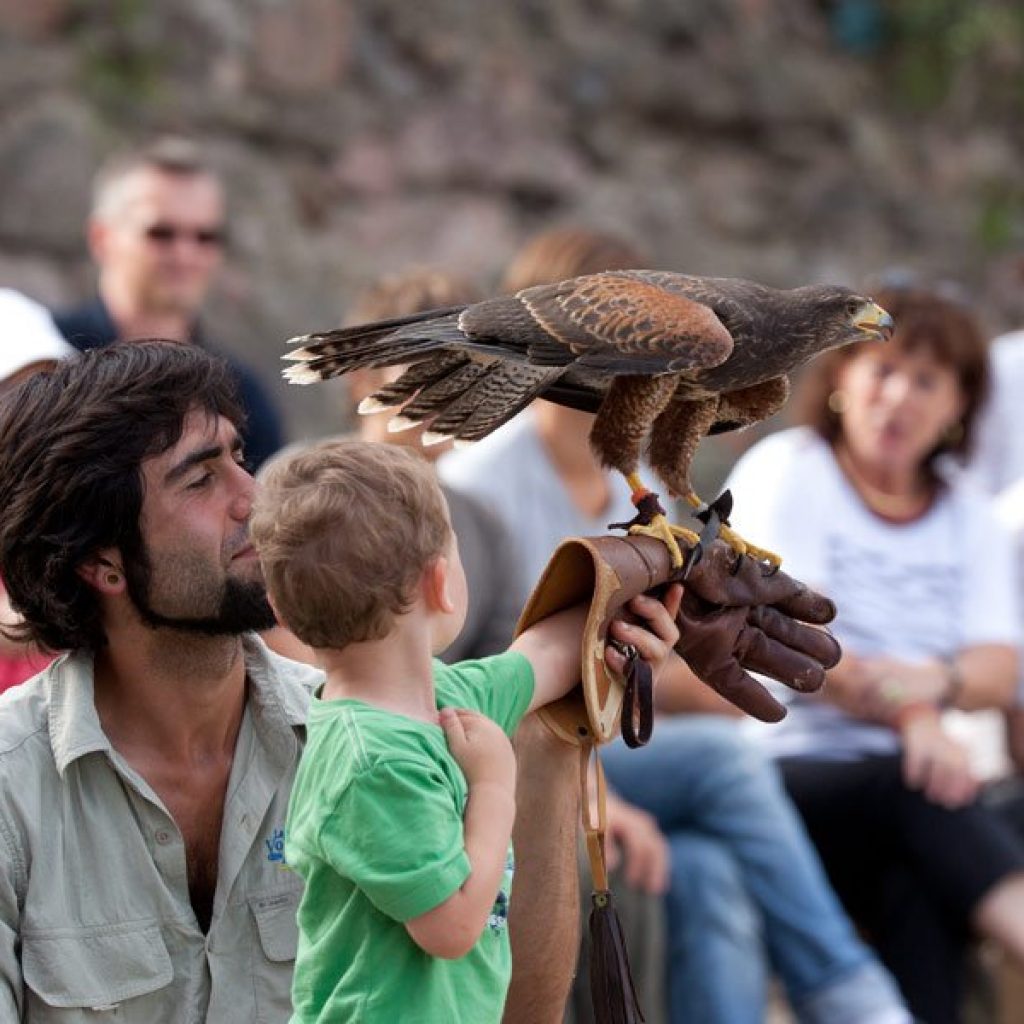 kideaz activites la volerie des aigles kintzheim 03