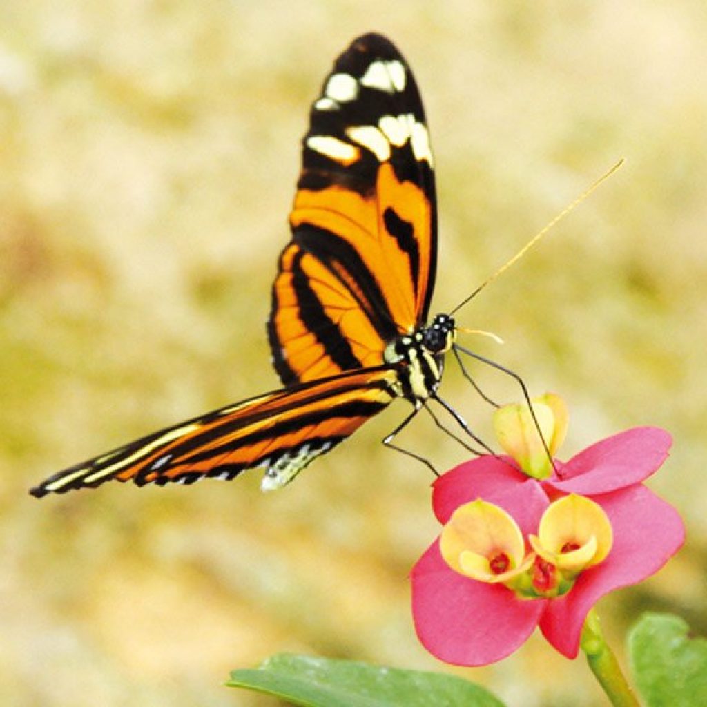 kideaz activite parc et jardins le jardin des papillons grevenmacher 01