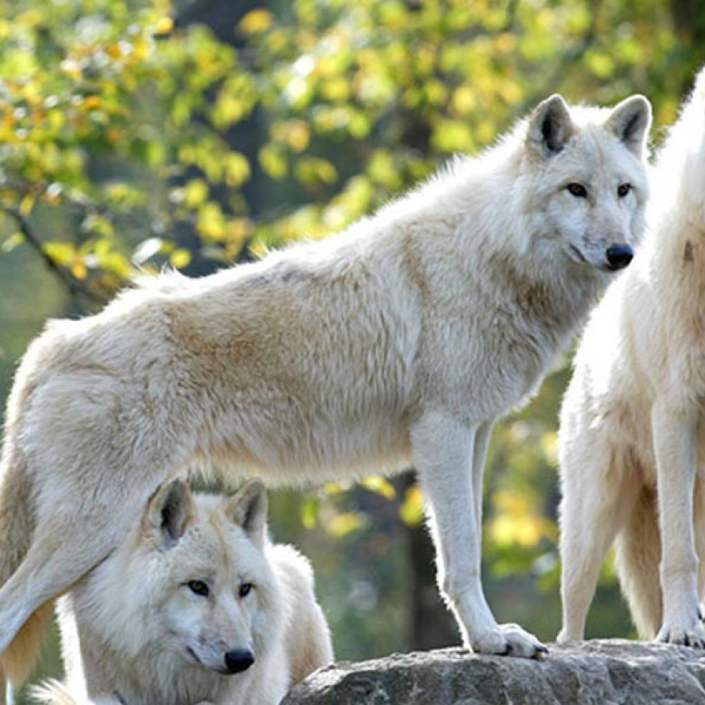 kideaz activite parce et jardins parc animalier de saint croix rhodes une