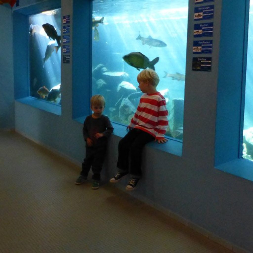 kideaz activite sport et loisirs aquarium wasserbilling 02