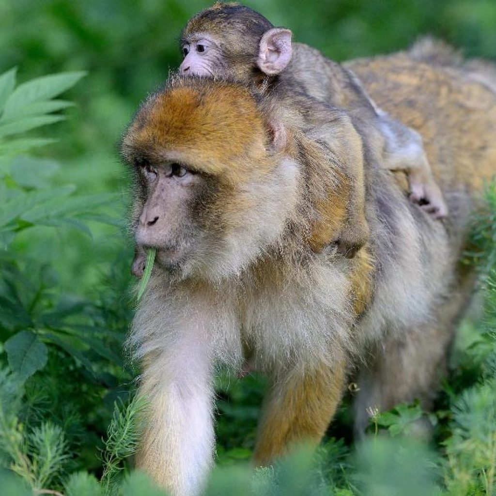 kideaz activite zoo fermes montagne des singes kintzheim 02