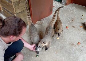 kideaz copyright parc merveilleux animaux 2