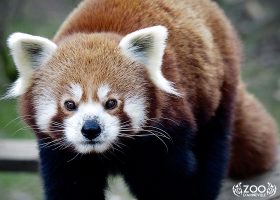 Kideaz Panda ZooAmneville