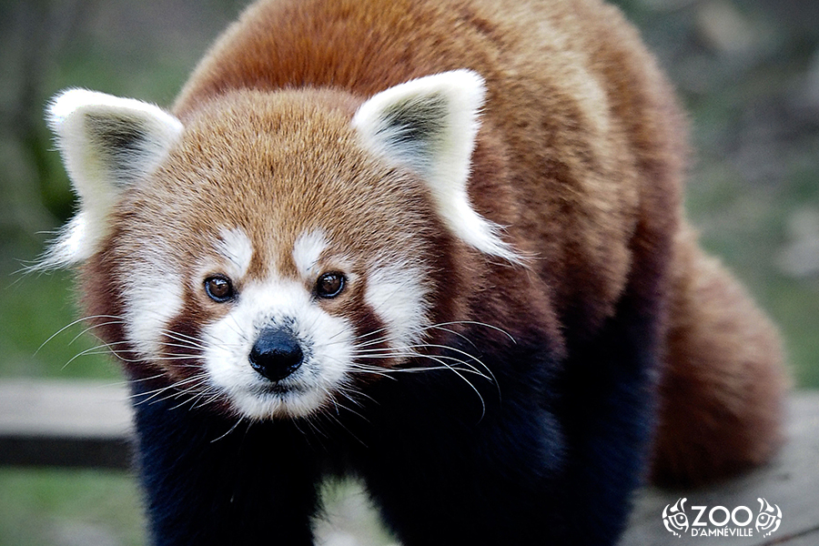 Kideaz Panda ZooAmneville
