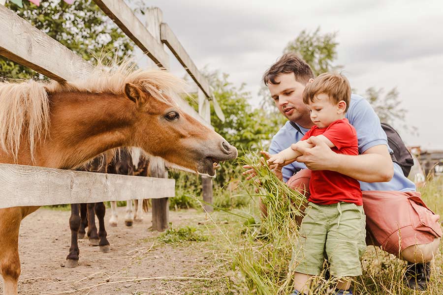 kideaz famille ferme animaux top5