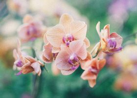 kideaz orchidee