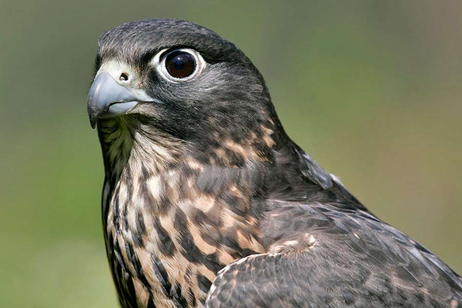 kideaz rapace