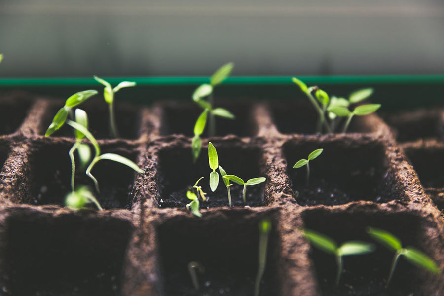 kideaz jardinage plantes