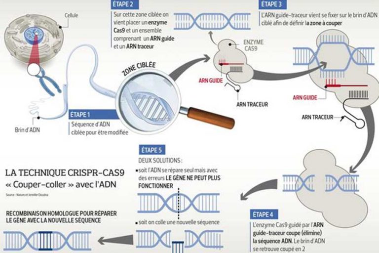 kideaz-bebe genetiquement modifies - article