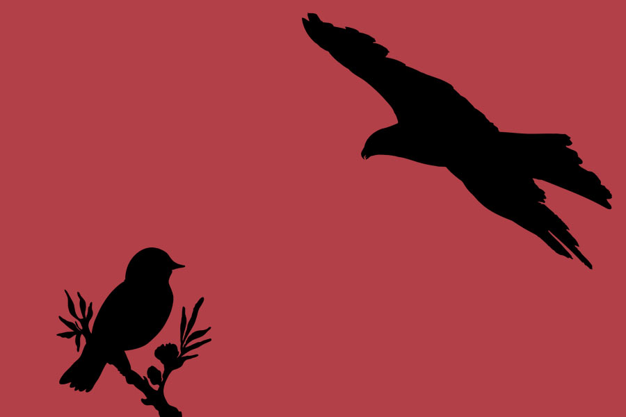 kideaz oiseaux branche aigle