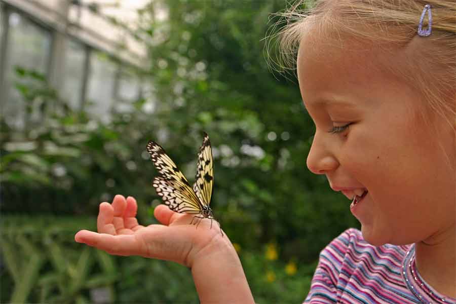 kideaz jardin papillon