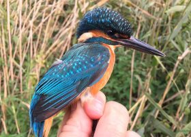 kideaz oiseaux schlammwiss