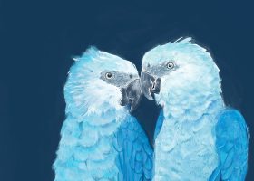 kideaz ara de spix mise en avant article little kideaz