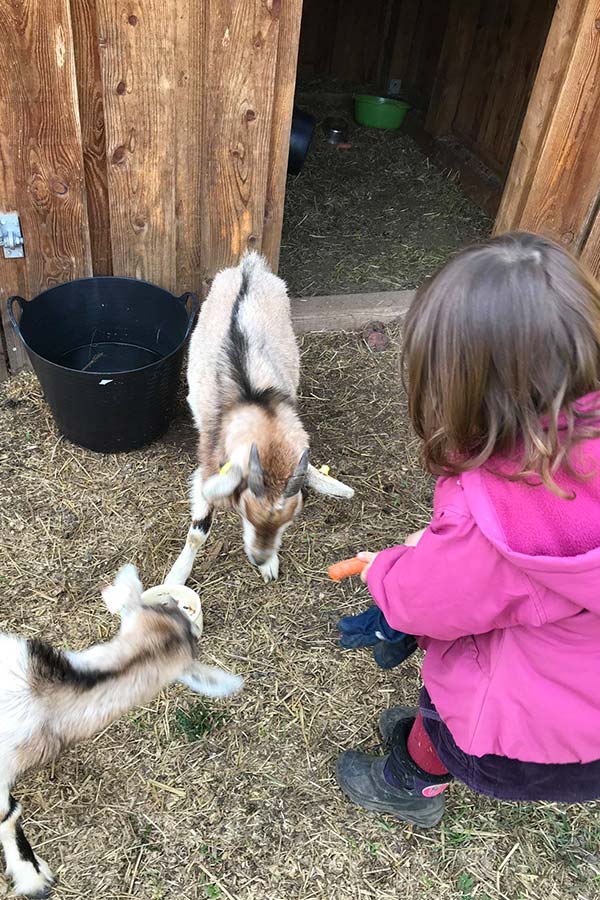 kideaz creche cannelle et caramel enfant animaux