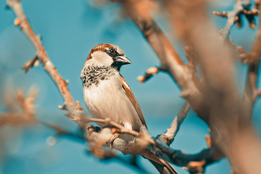 kideaz moineau oiseau nature