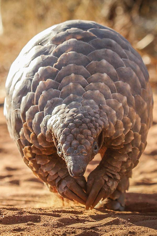 kideaz pangolin coronavirus