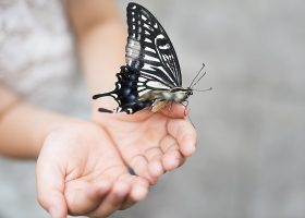 kideaz papillon enfant reouverture jardin des papillons