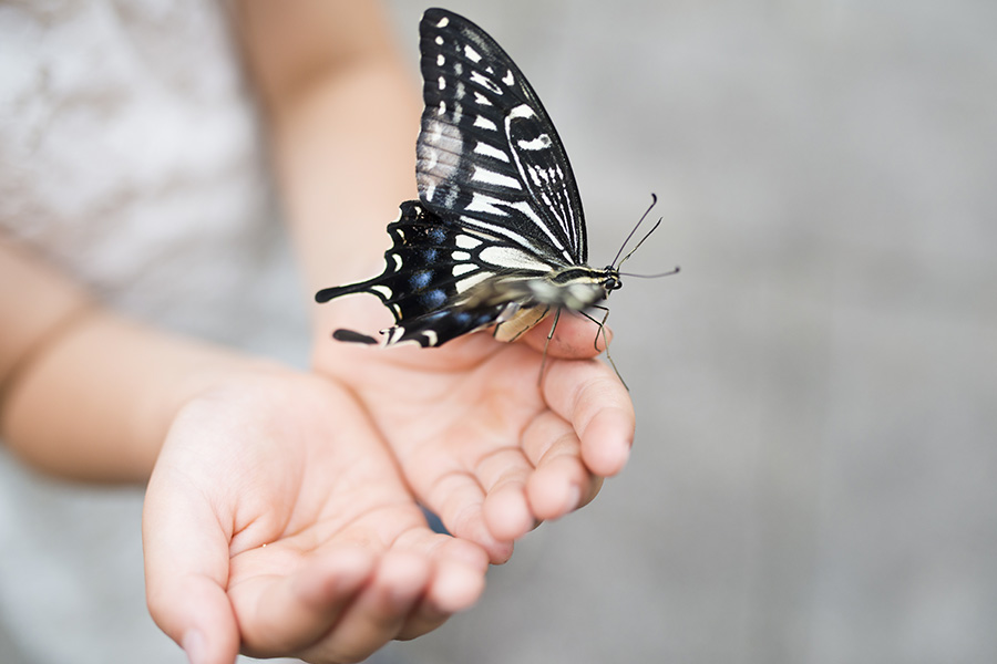 kideaz papillon enfant reouverture jardin des papillons