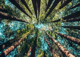 kideaz foret arbre tronc