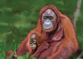 kideaz magazine little kideaz dossier grands singes copyright kideaz