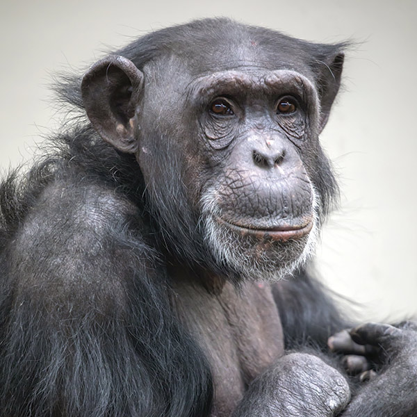 little kideaz magazine dossier grands singes bonobo