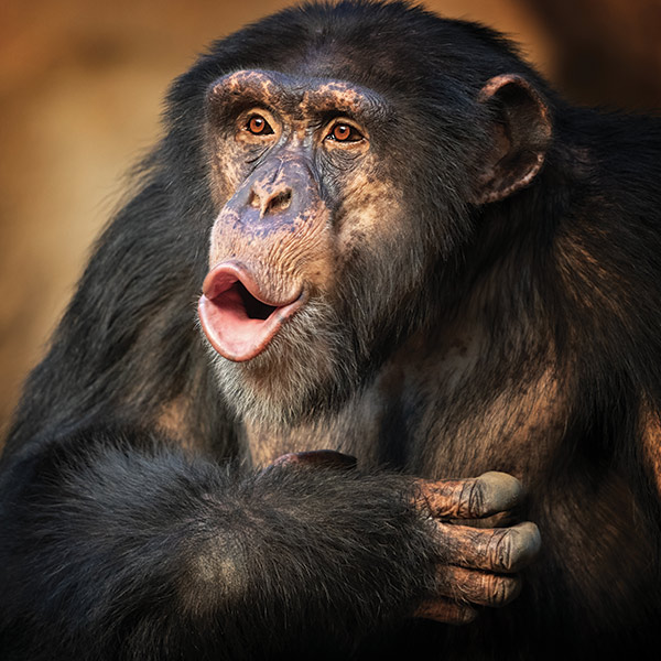 little kideaz magazine dossier grands singes chimpanze