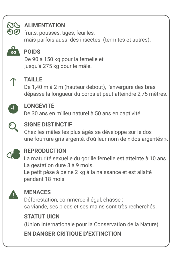 little kideaz magazine dossier grands singes fiche gorille caracteristiques 2