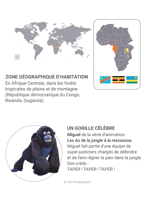 little kideaz magazine dossier grands singes fiche gorille habitation