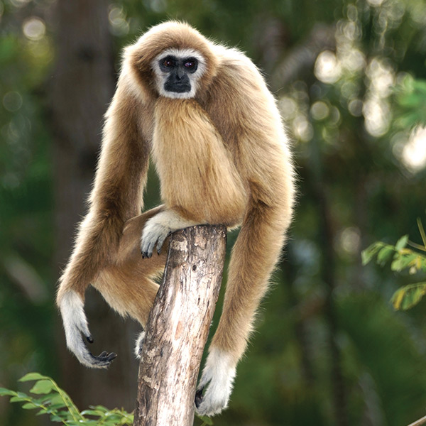 little kideaz magazine dossier grands singes gibbon