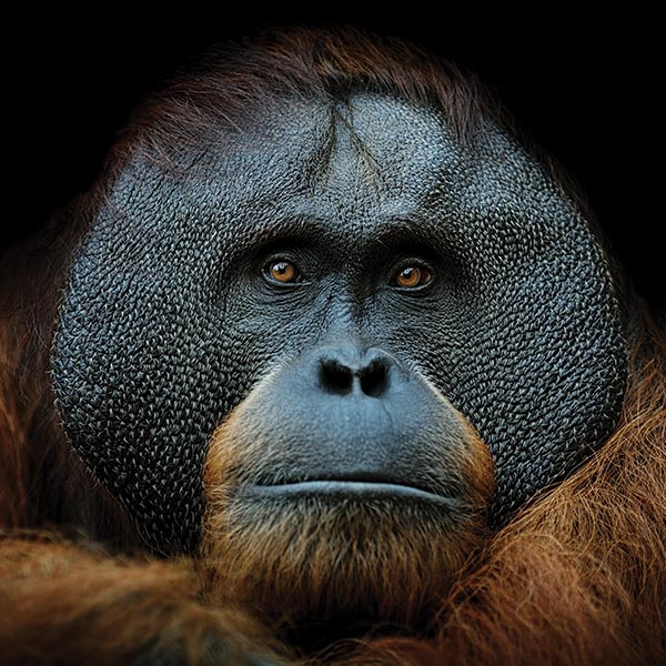 little kideaz magazine dossier grands singes orang outan