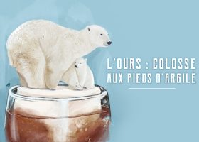 little kideaz magazine ludo educatif ours blanc 2