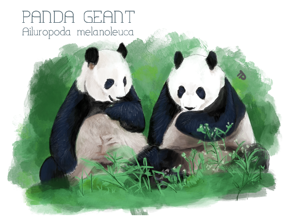 little kideaz magazine ludo educatif panda geant 5