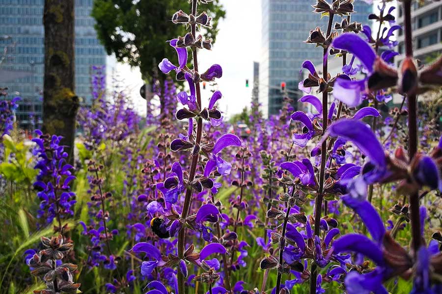 kideaz copyright fonds kirchberg promenade plantes medicinales