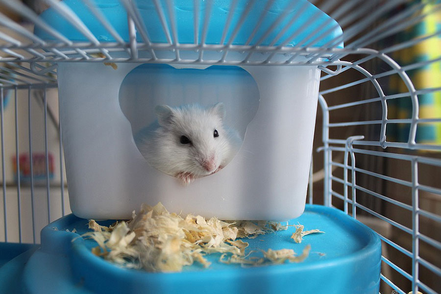 kideaz   hamster    cage