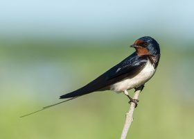 kideaz hirondelle animaux oiseaux nature plein air