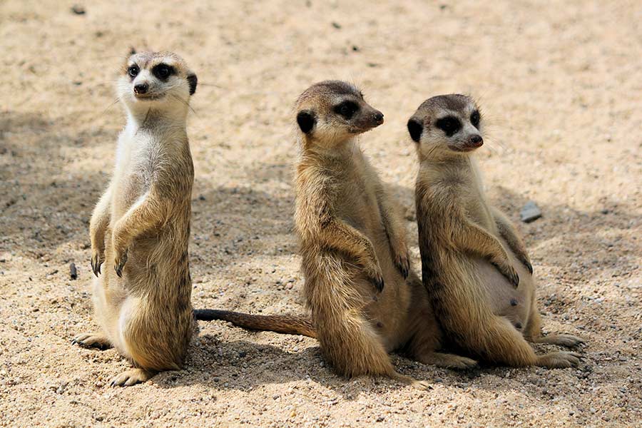 kideaz suricate parc animalier