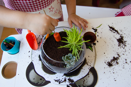 Making Terrarium workshop succulent cactus