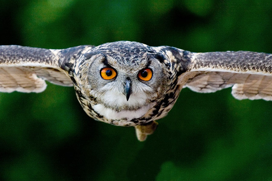 Pourquoi le hibou est devenu le meilleur ami de la sorcière