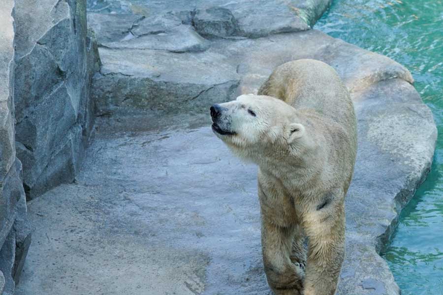 kideaz copyright zoo amneville ours polaire 2022