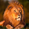 Thomas profile - Lion