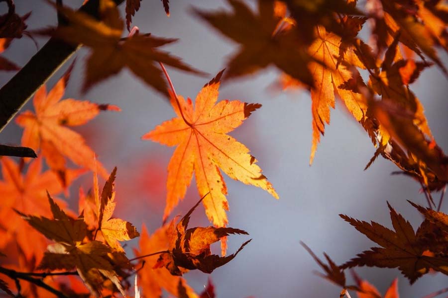 kideaz copyright Vacances d automne sensorielles