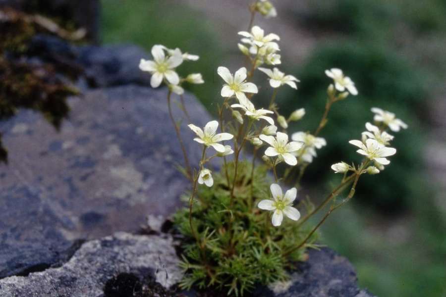 kideaz copyright  wei helleft dwessenschaft bei konkrete biodiversiteits erhalungsmoossnahmen