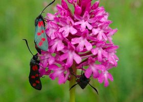 kideaz copyright demographie orchideeën mnhn