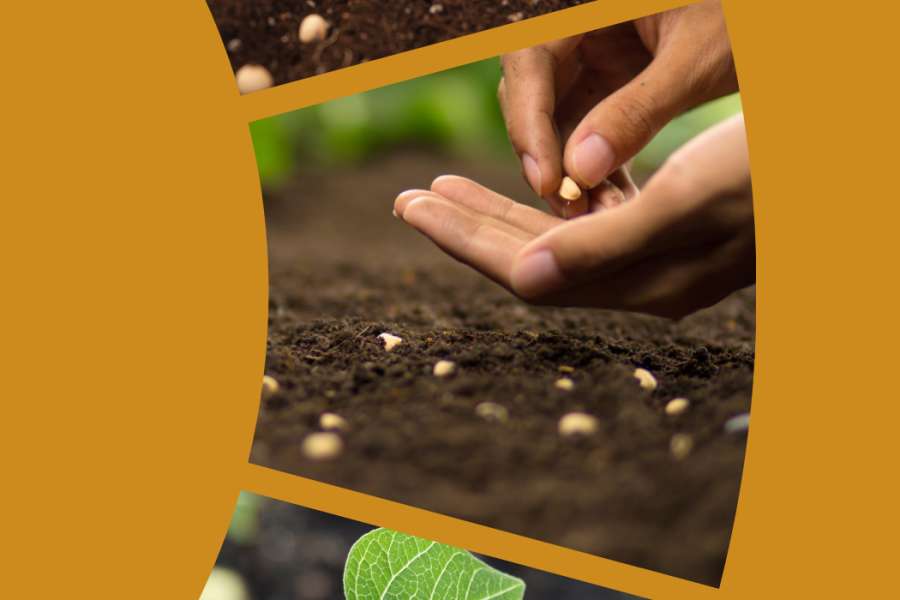 kideaz copyright event  comment protger nos plantes cologiquement