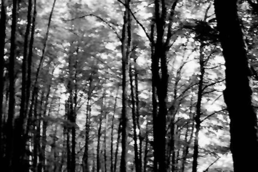 kideaz copyright event  je suis un arbre nous sommes la fort