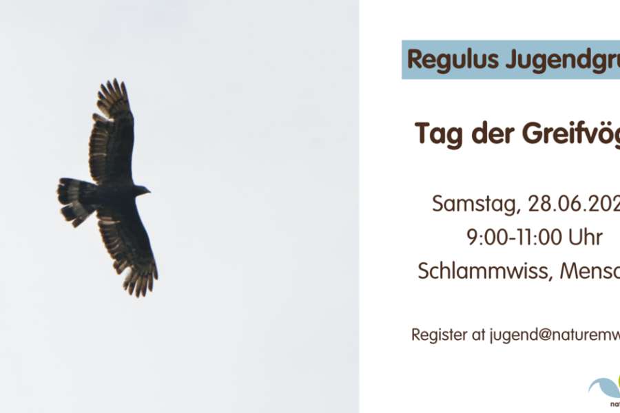 kideaz copyright event  journe des rapaces