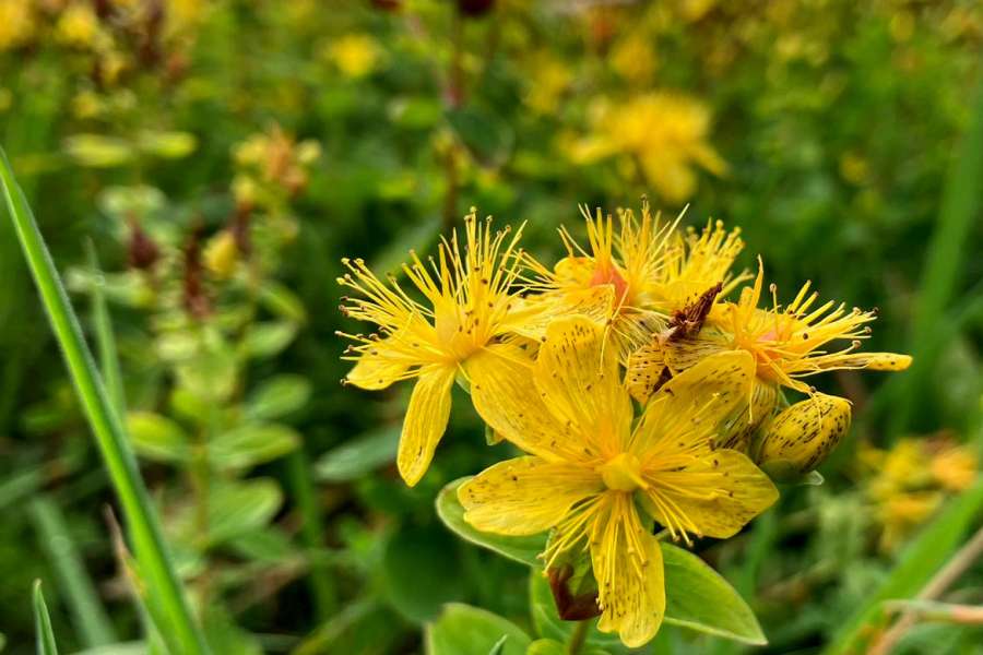 kideaz copyright event  saisonale wildpflanzenwanderung 1